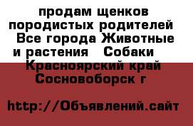 продам щенков породистых родителей - Все города Животные и растения » Собаки   . Красноярский край,Сосновоборск г.